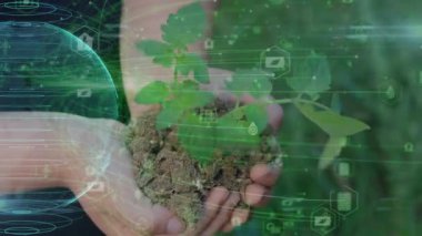 Genç meşe ağacının fidanını tutarken ellerinizi kapatın. Palmiyeler toprağı sarıyor küçük bir ağaç. Bulanık yeşil arka plan, siyah gömlek. Konsept doğa koruma, Dünya koruma, yeniden ağaçlandırma. Yüksek