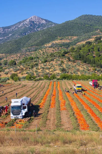 Αεροφωτογραφία Ρυμουλκουμένων Φορτωμένων Ώριμες Κόκκινες Ντομάτες Φρέσκιας Συγκομιδής Υψηλής Ποιότητας — Φωτογραφία Αρχείου