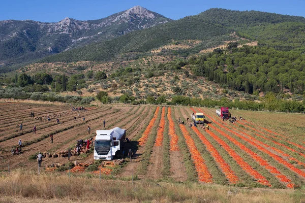 Aerial Image Trailers Loaded Fresh Harvested Ripe Red Tomatoes High — Stok fotoğraf
