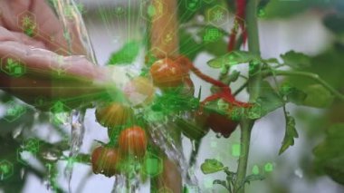 Daldaki domatesler. Üzerine su serpilmiş bir avuç ıslak domates. Domates hasadı. Bahçe işleri konsepti. Detoks diyeti taze domates. Bahçede organik ürün, tarım, tarım. Yüksek kalite