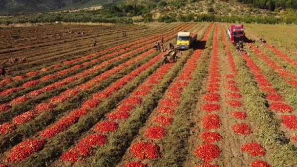Landarbeiter Pflücken Tomaten Von Hand Und Verladen Sie Auf Einen — Stockvideo