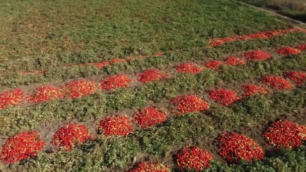 Farm Workers Hand Picking Tomatoes Loading Them Trailer Aerial View — Stock Video