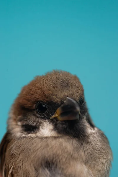 Sparrow Head Closeup Blue Background — Stock Photo, Image