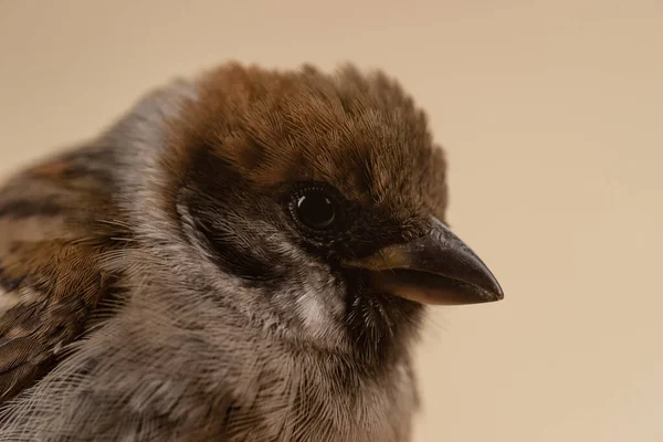 Sparrow Head Closeup Beige Background — Stock Photo, Image