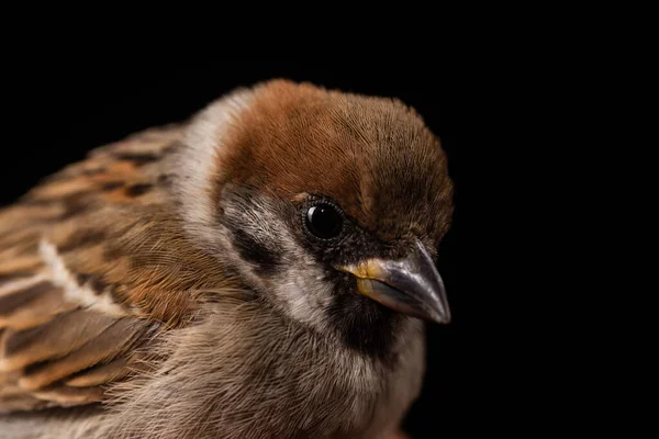Sparrow Closeup Isolated Black Background — Stock Photo, Image