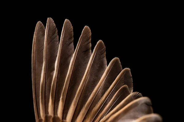 Sperlingsflügel Nahaufnahme Isoliert Auf Schwarzem Hintergrund — Stockfoto