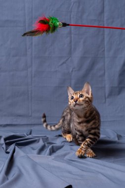 Kumaş arka planda oynayan Bengal kedisi