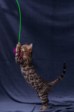 Kumaş arka planda oynayan Bengal kedisi