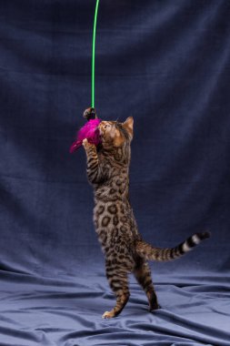 Kumaş arka planda oynayan Bengal kedisi