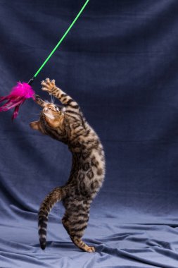 Kumaş arka planda oynayan Bengal kedisi