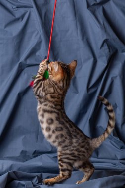 Kumaş arka planda oynayan Bengal kedisi