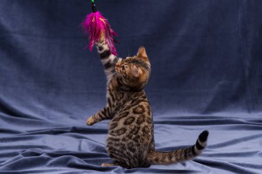 Kumaş arka planda oynayan Bengal kedisi