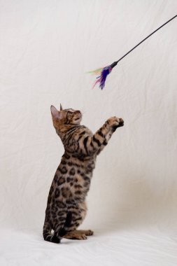 Bengal kedi yavrusu bembeyaz arka planda oynuyor