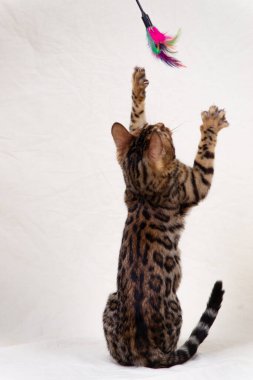 Bengal kedi yavrusu bembeyaz arka planda oynuyor