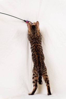 Bengal kedi yavrusu bembeyaz arka planda oynuyor