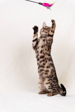 Bengal kedi yavrusu bembeyaz arka planda oynuyor