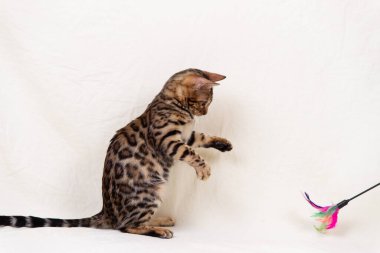 Bengal kedi yavrusu bembeyaz arka planda oynuyor