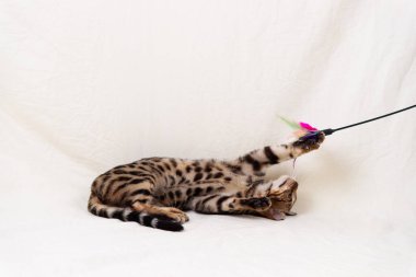 Bengal kedi yavrusu bembeyaz arka planda oynuyor