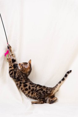 Bengal kedi yavrusu bembeyaz arka planda oynuyor