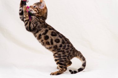 Bengal kedi yavrusu bembeyaz arka planda oynuyor