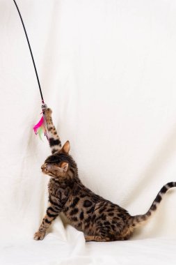 Bengal kedi yavrusu bembeyaz arka planda oynuyor