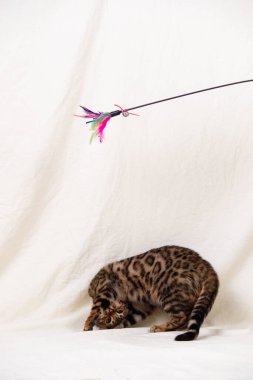 Bengal kedi yavrusu bembeyaz arka planda oynuyor