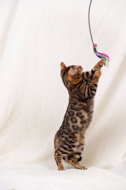 Bengal kedi yavrusu bembeyaz arka planda oynuyor