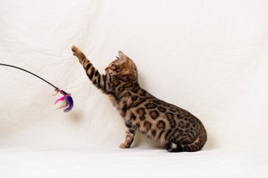 Bengal kedi yavrusu bembeyaz arka planda oynuyor