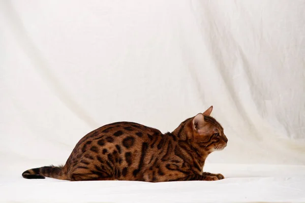 Bengala Gato Encontra Fundo Tecido — Fotografia de Stock