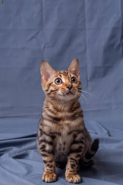 Bengala Gatinho Jogando Fundo Tecido — Fotografia de Stock