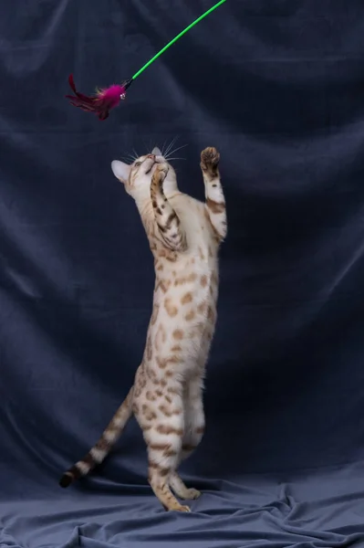 White Bengal Cat Playing Gray Fabric Background — Stock Photo, Image