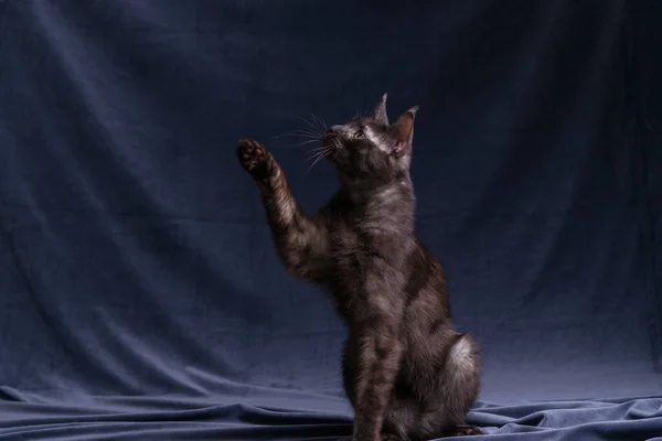 Black Maine Coon Playing Fabric Background — Stock Photo, Image