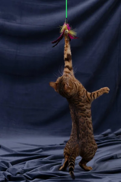 Gato Bengala Jugando Sobre Fondo Tela — Foto de Stock