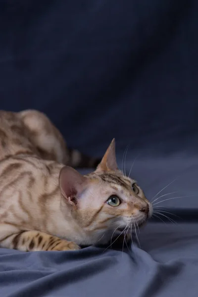 Witte Bengaalse Kat Spelen Grijze Stof Achtergrond — Stockfoto