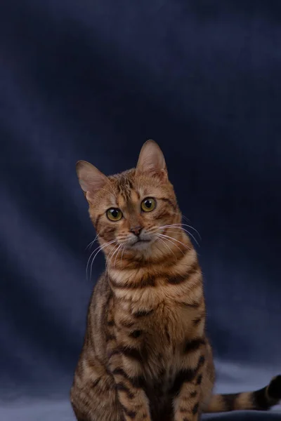 ベンガル猫が生地の上で遊ぶ — ストック写真