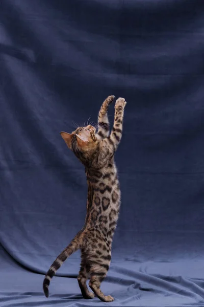 Bengala Gatinho Jogando Fundo Tecido — Fotografia de Stock