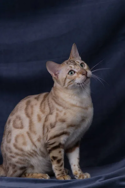 White Bengal Cat Playing Gray Fabric Background — Stock Photo, Image