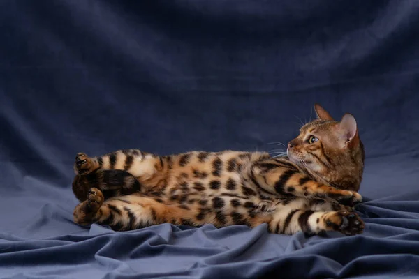 Bengala Gato Jogando Fundo Tecido — Fotografia de Stock