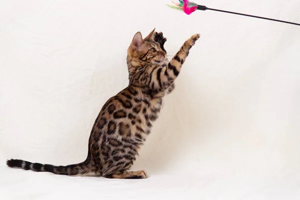 Bengala Gatinho Jogando Fundo Branco Tecido — Fotografia de Stock