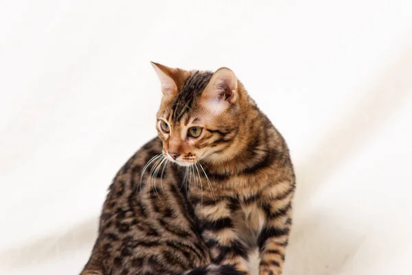 Bengale Chaton Jouer Sur Tissu Fond Blanc — Photo