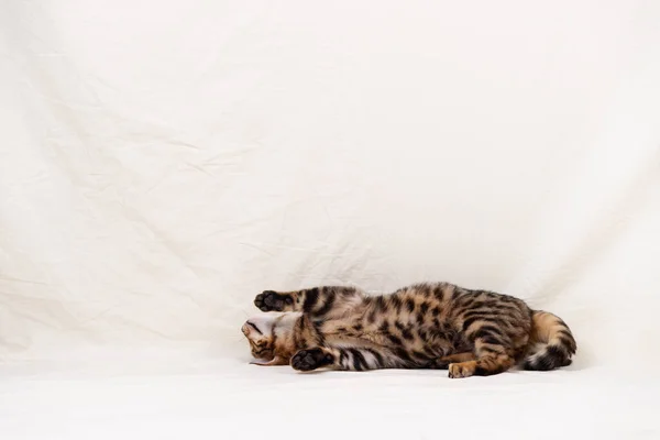 Bengal Kitten Playing Fabric White Background — Stock Photo, Image