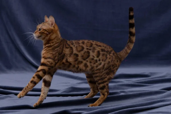 ベンガル猫が生地の上で遊ぶ ストック写真