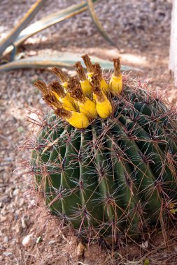 Çölde çiçekli kaktüs