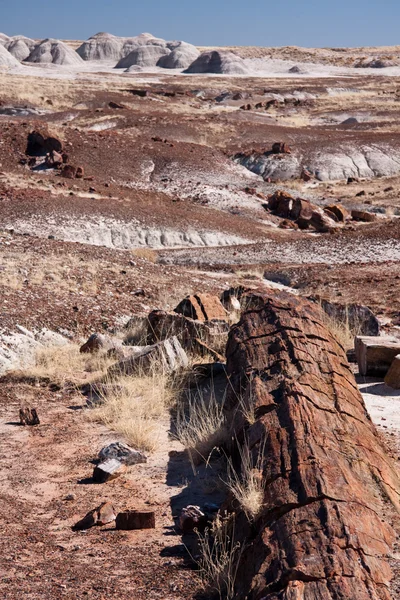 Petrify forest — Stock Photo, Image