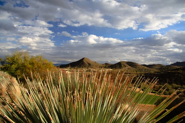 Cactus en bergen in tucson-Verenigde Staten Rechtenvrije Stockafbeeldingen