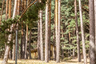 Uzun ağaçlarla çevrili bir ev, dinlenmek ve dinlenmek için özel bir yer.