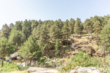 Nehir ve güneşli iklimi olan sürdürülebilir ve ekolojik bir yerde yapraklı çamlar.