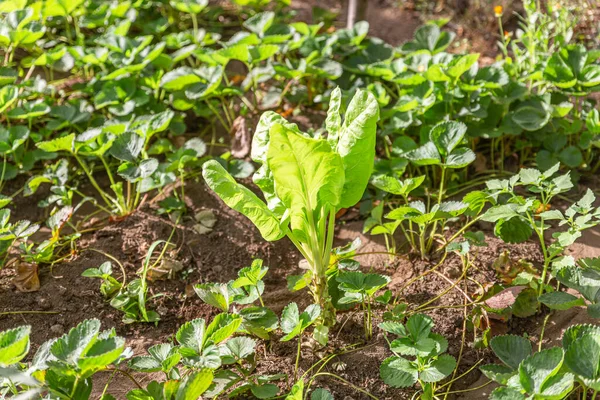 Bereketli, nemli ve güneşli bir bölgede kendi kendine tüketim.