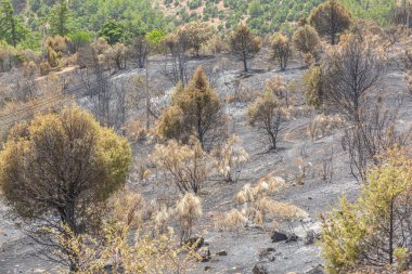 İklim değişikliğine yol açan yıkıcı bir yangının yaktığı büyük bir orman manzarası.
