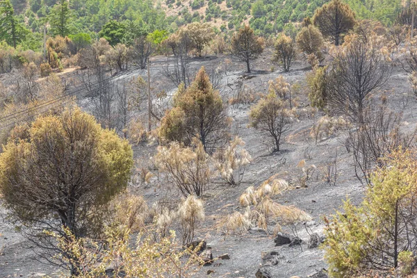İklim değişikliğine yol açan yıkıcı bir yangının yaktığı büyük bir orman manzarası.
